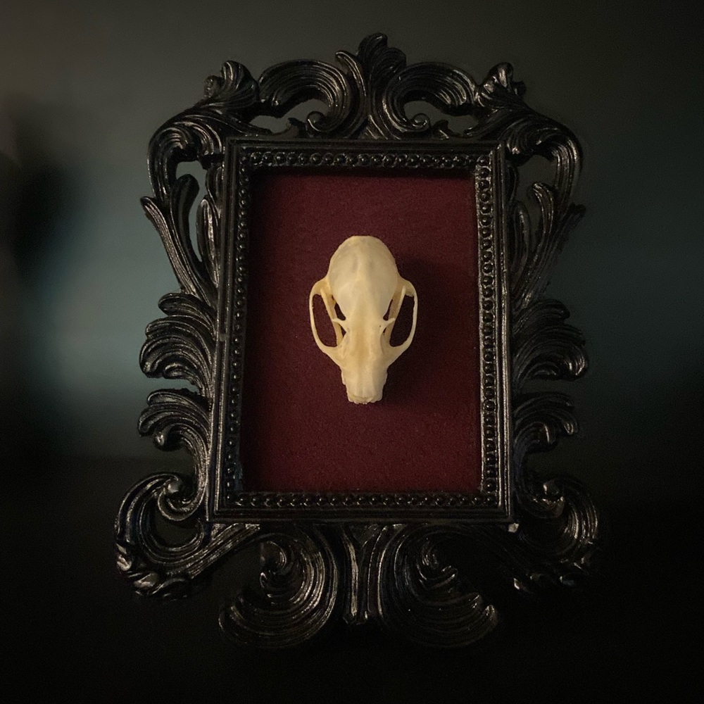 Ornate Black Frame with Real Bat Skull